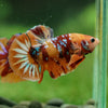 Multicolor/Galaxy Koi Plakat -16 weeks Old