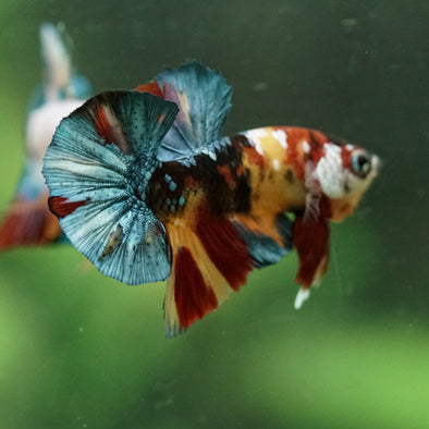 Multicolor/Galaxy Koi Plakat -16 weeks Old