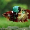 Multicolor/Galaxy Koi Plakat -16 weeks Old