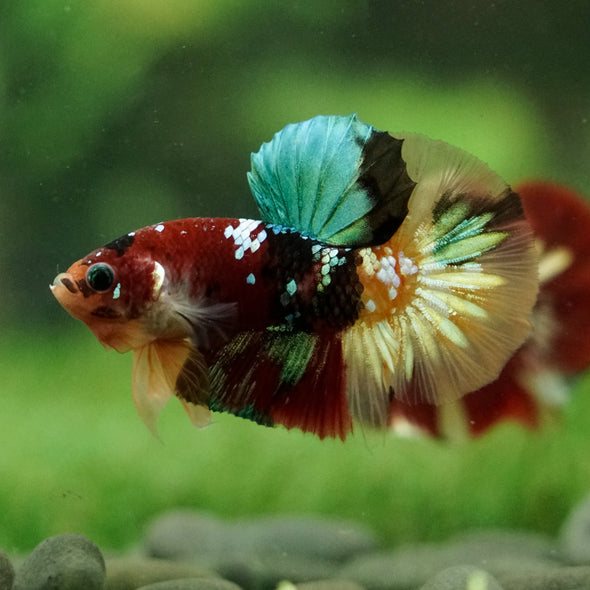 Multicolor/Galaxy Koi Plakat -16 weeks Old