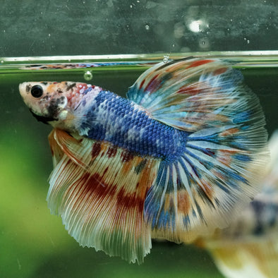 Galaxy/Candy Koi Halfmoon - 11 weeks old