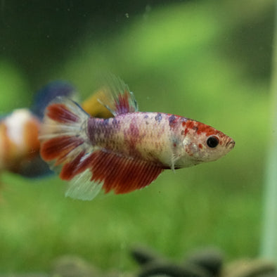 Multicolor/ Galaxy Koi Halfmoon - Female- 13 Weeks Old