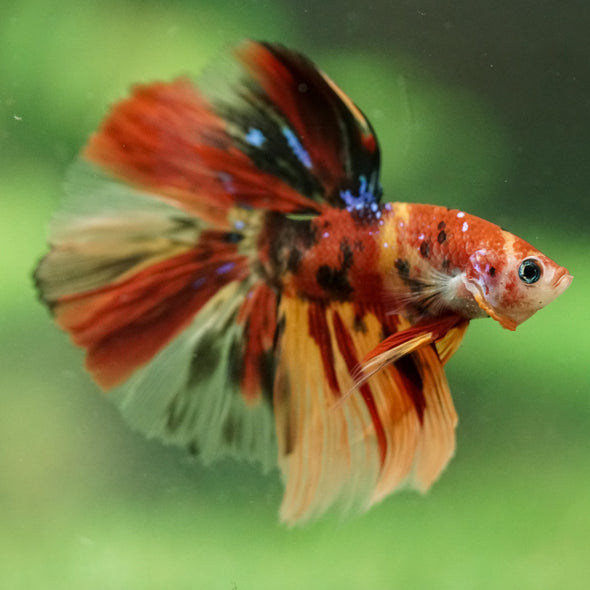 Galaxy/Candy Koi Halfmoon - 14 weeks old