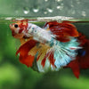 Galaxy/Candy Koi Halfmoon - 14 weeks old