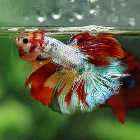 Galaxy/Candy Koi Halfmoon - 14 weeks old