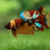 Multicolor/Galaxy Koi Plakat -13 weeks Old