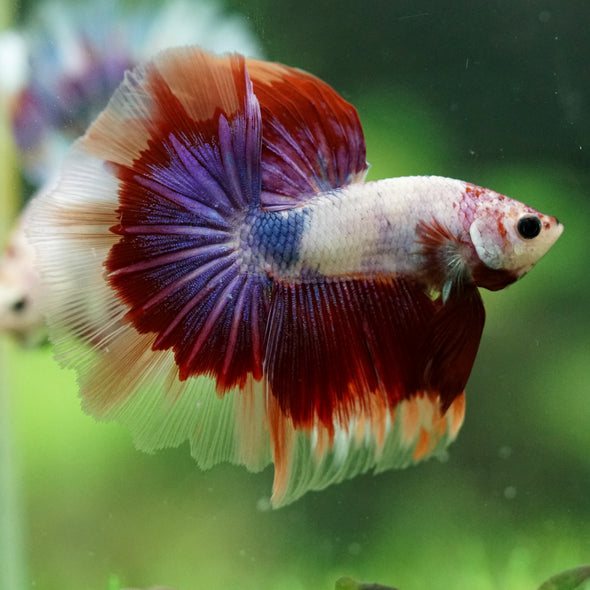 Galaxy/Candy Koi Halfmoon - 14 weeks old