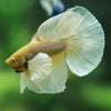 Dumbo Halfmoon - 11 weeks old