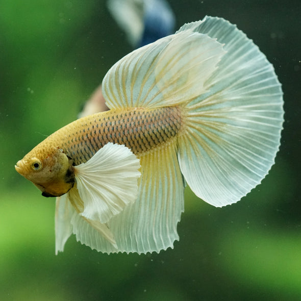Dumbo Halfmoon - 11 weeks old