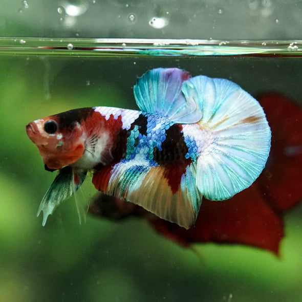 Multicolor/Galaxy Koi Plakat -16 weeks Old