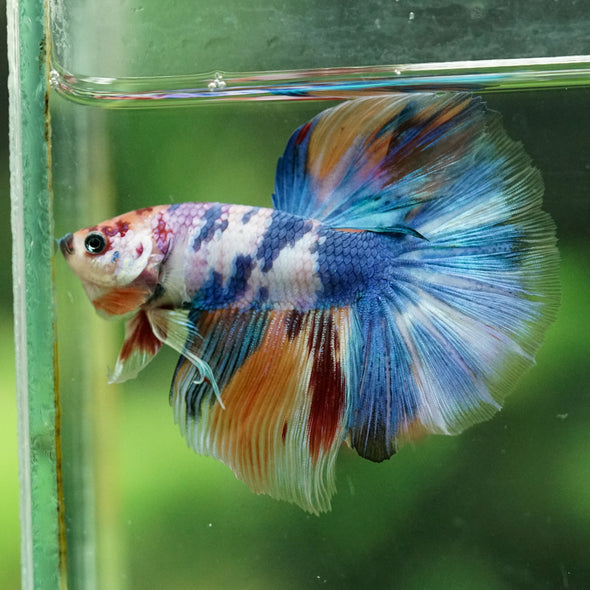 Galaxy/Candy Koi Halfmoon - 11 weeks old