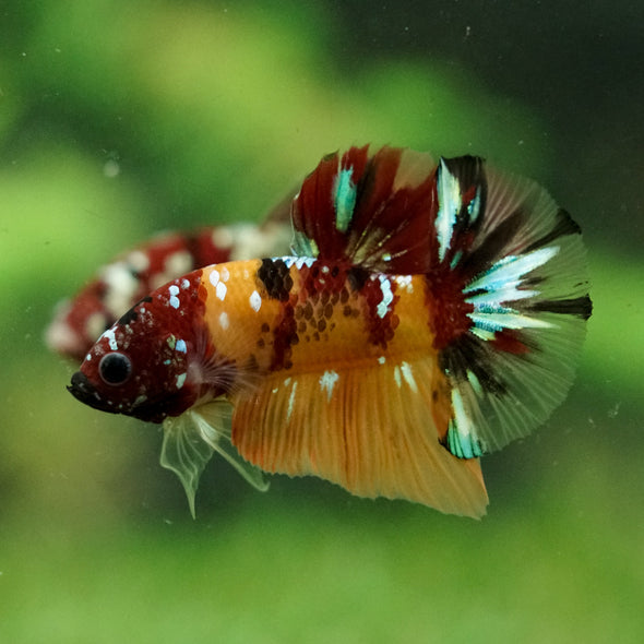 Multicolor/Galaxy Koi Plakat -16 weeks Old