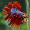 Galaxy/Candy Koi Halfmoon - 14 weeks old