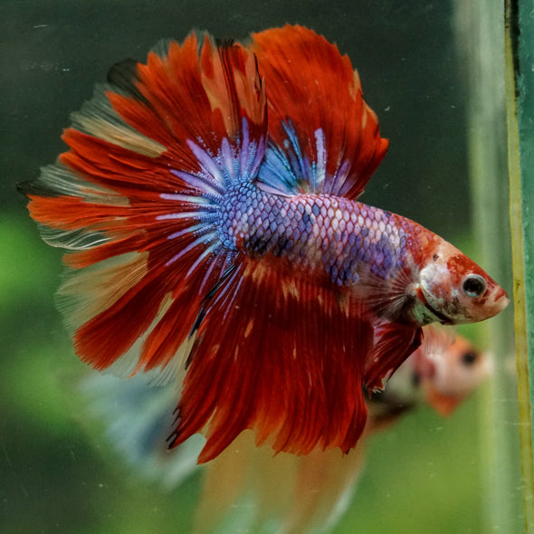 Galaxy/Candy Koi Halfmoon - 14 weeks old
