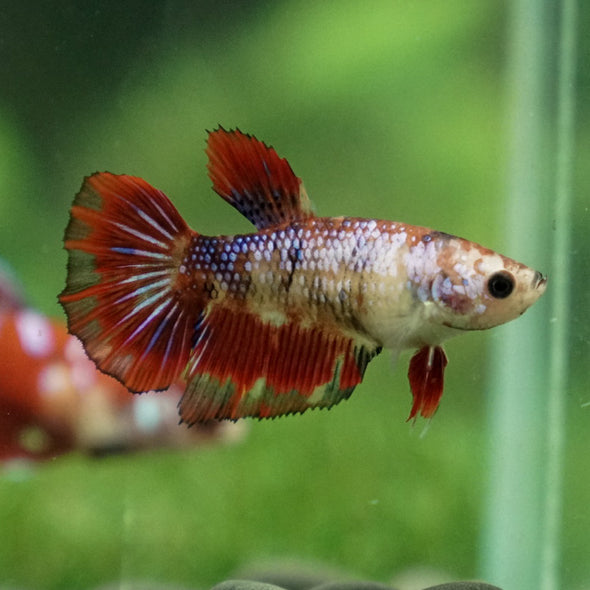 Multicolor/ Galaxy Koi Halfmoon- Female- 13 Weeks Old