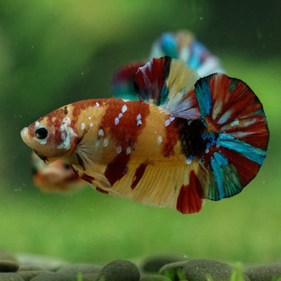 Multicolor/Galaxy Koi Plakat -15 weeks Old