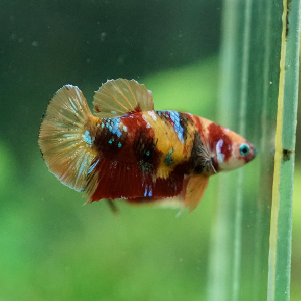 Multicolor/ Galaxy Koi Plakat - Female- 13 Weeks Old