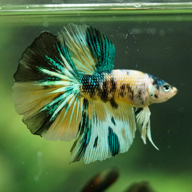 Galaxy/Candy Koi Halfmoon - 11 weeks old