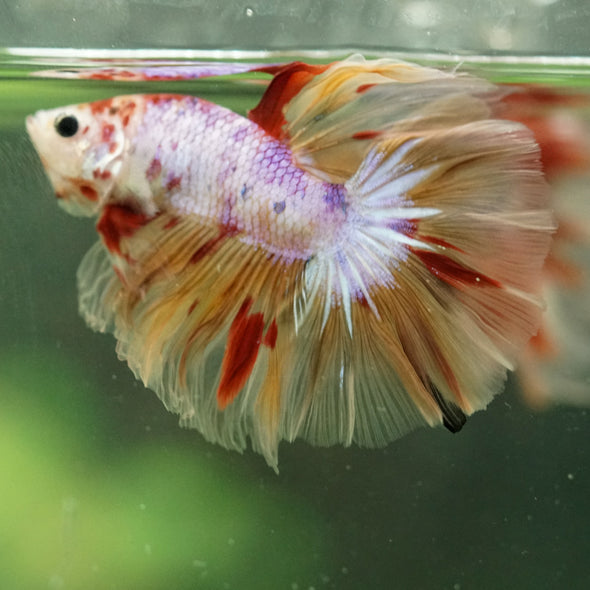 Galaxy/Candy Koi Halfmoon - 14 weeks old