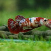 Multicolor/ Galaxy Koi Plakat- Female- 13 Weeks Old