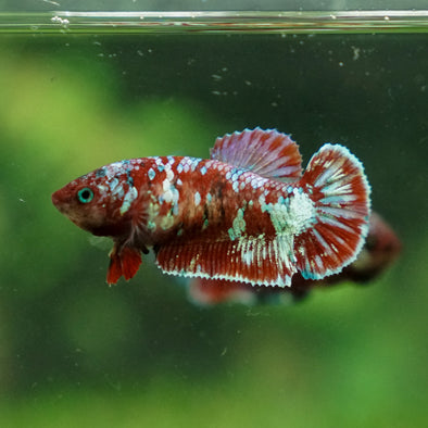 Multicolor/ Galaxy Koi Plakat - Female- 13 Weeks Old