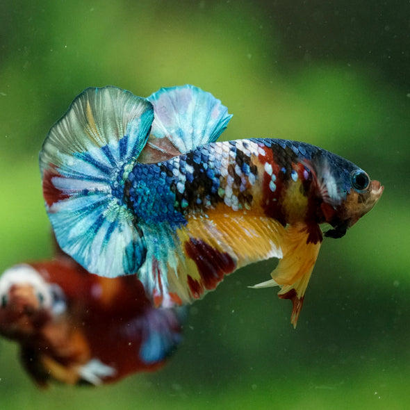 Multicolor/Galaxy Koi Plakat -16 weeks Old