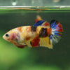 Multicolor/ Galaxy Koi Plakat- Female- 13 Weeks Old