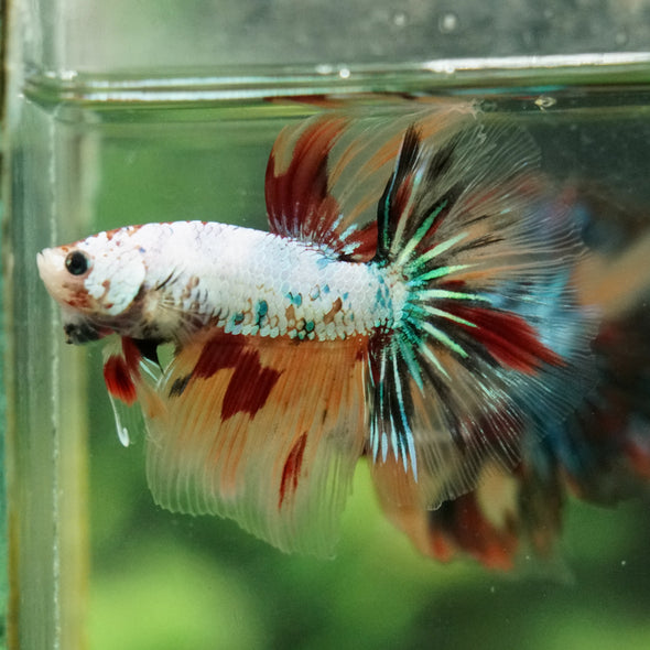 Galaxy/Candy Koi Halfmoon - 14 weeks old