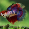 Galaxy/Candy Koi Halfmoon - 11 weeks old