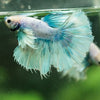 Dumbo Halfmoon - 12 weeks old