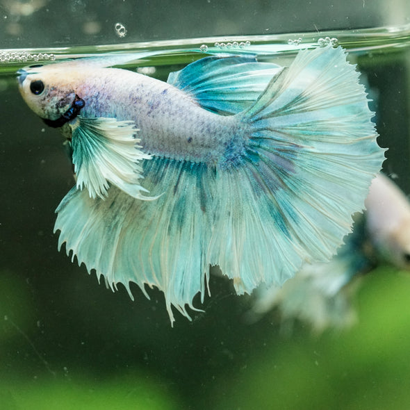 Dumbo Halfmoon - 12 weeks old