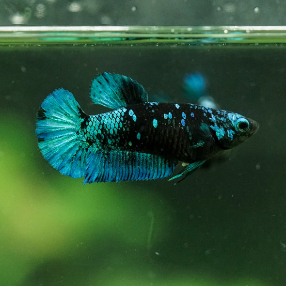 Black Galaxy Koi Plakat (Avatar) - Female- 13 Weeks Old