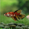 Multicolor/ Galaxy Koi Halfmoon- Female- 13 Weeks Old