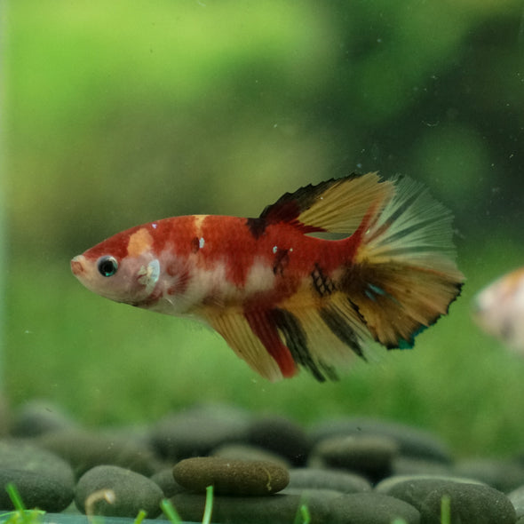 Multicolor/ Galaxy Koi Halfmoon- Female- 13 Weeks Old