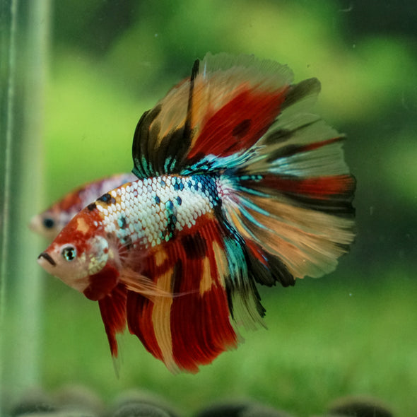 Galaxy Koi Halfmoon - 13 weeks old