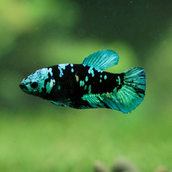 Black Galaxy Koi Plakat (Avatar) - Female- 13 Weeks Old