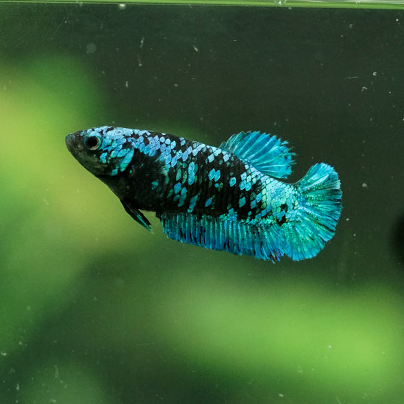 Black Galaxy Koi Plakat (Avatar) - Female- 13 Weeks Old