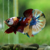 Multicolor/Galaxy Koi Plakat -16 weeks Old