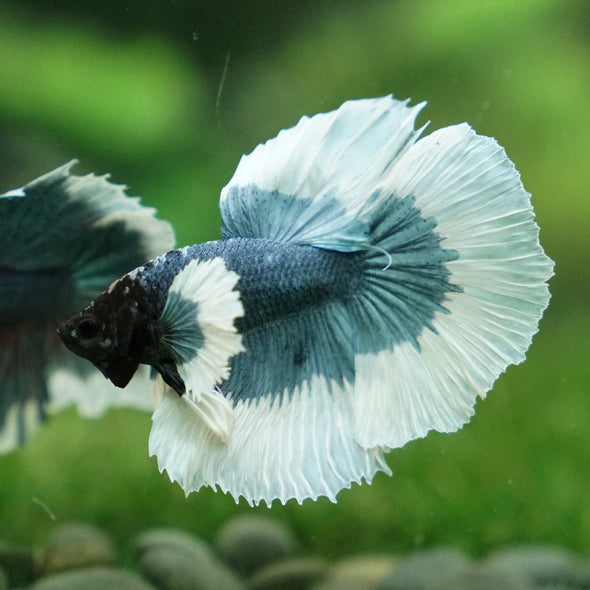 Dumbo Halfmoon - 13 weeks old