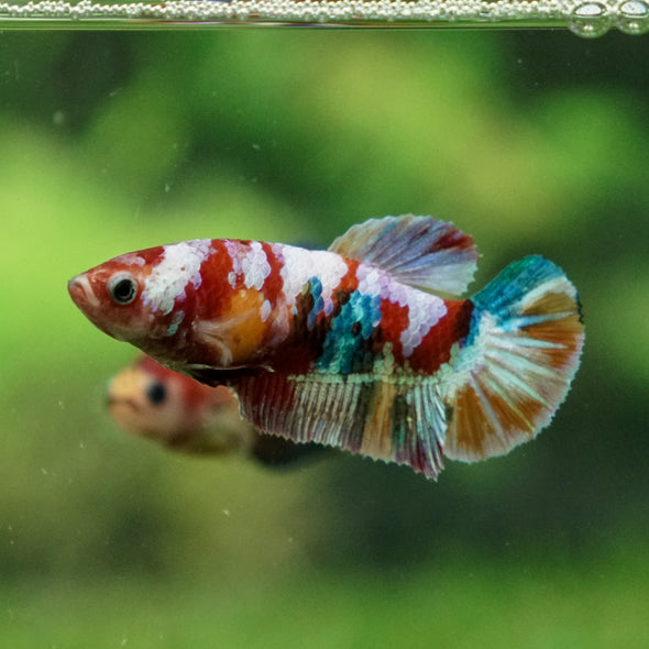 Multicolor/ Galaxy Koi Plakat - Female- 13 Weeks Old