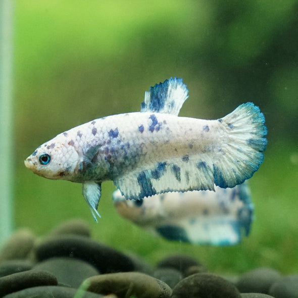 Blue/Green Dalmatian Plakat- Female