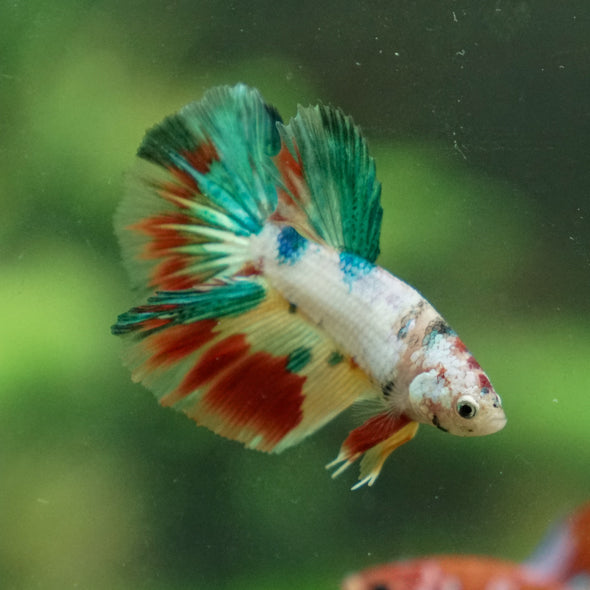 Galaxy Koi Halfmoon - 10 weeks old