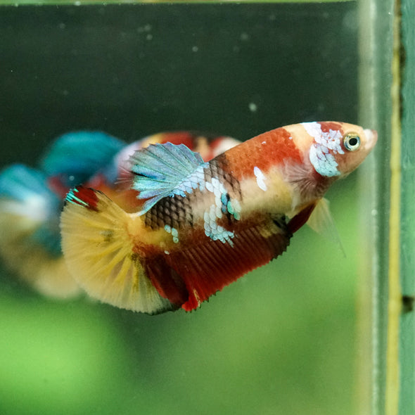 Multicolor/ Galaxy Koi Plakat- Female- 13 Weeks Old