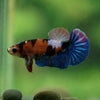 Multicolor/ Galaxy Koi Plakat- Female- 13 Weeks Old