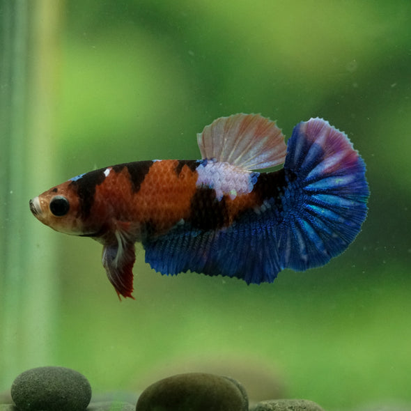 Multicolor/ Galaxy Koi Plakat- Female- 13 Weeks Old