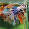 Galaxy/Candy Koi Halfmoon - 14 weeks old