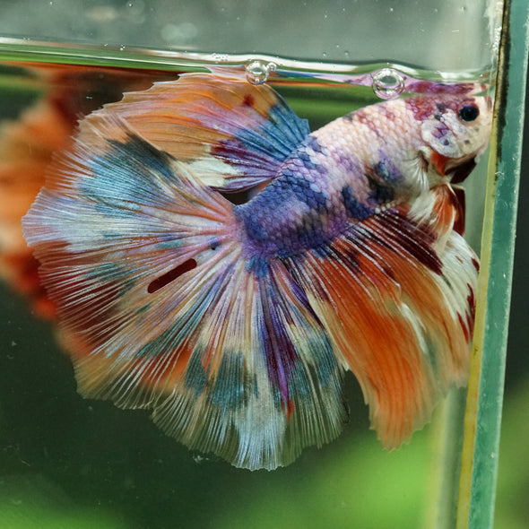 Galaxy/Candy Koi Halfmoon - 14 weeks old