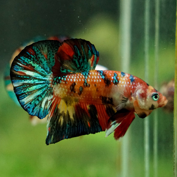 Multicolor/Galaxy Koi Plakat -16 weeks Old