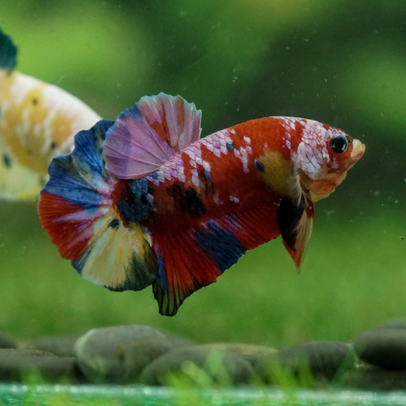 Multicolor/Galaxy Koi Plakat -14 weeks Old