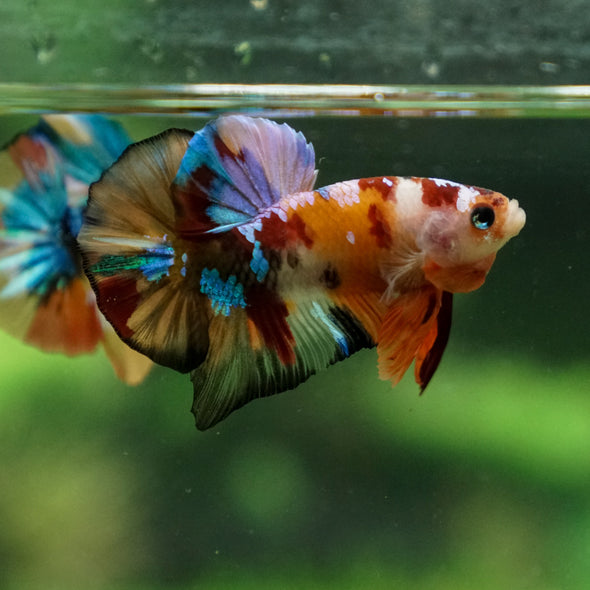 Multicolor/Galaxy Koi Plakat -13 weeks Old